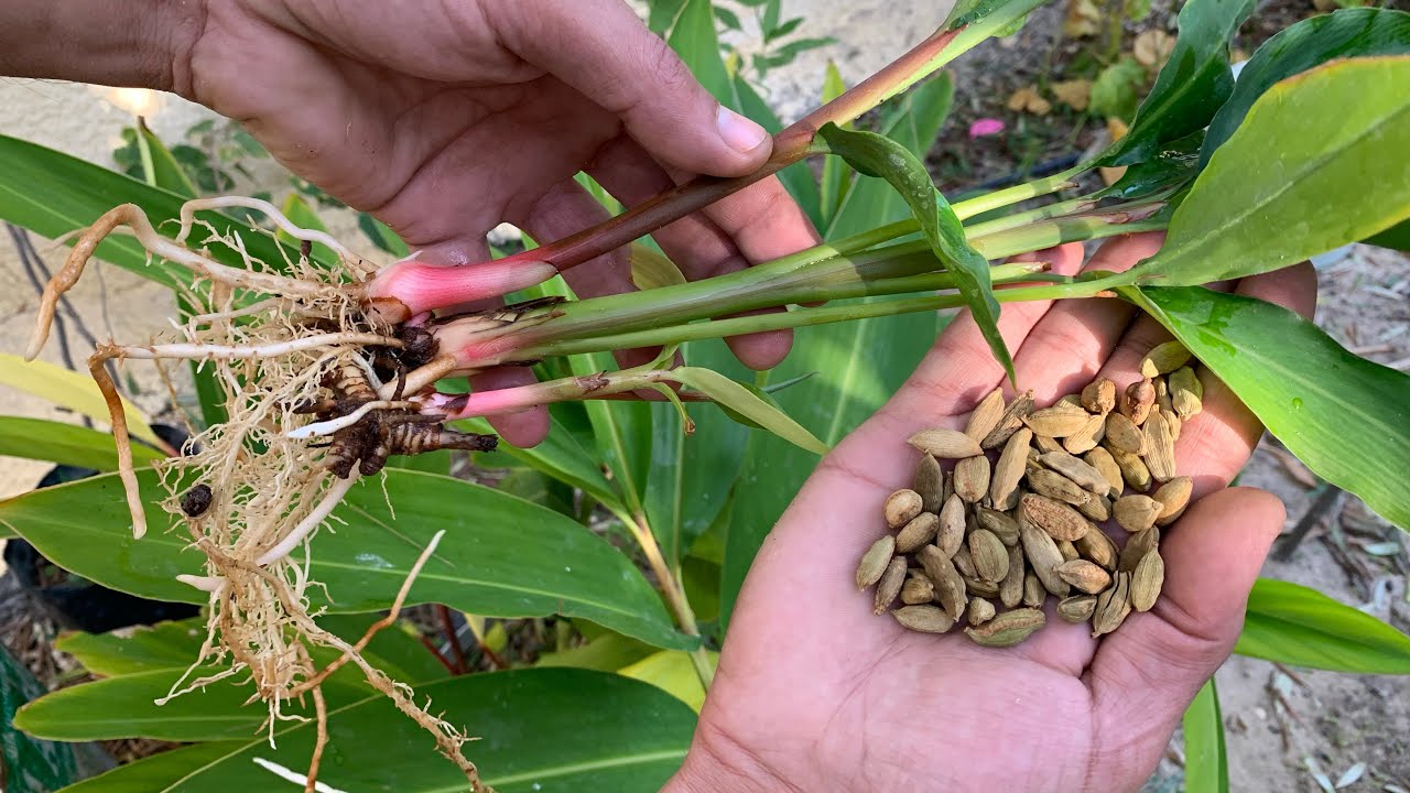 زراعة الحبهان الهيل🌿البذرة تنتج شتلة و الشتلة تصبح عشرة🌱شاهد الطريقة ومتطلبات العناية والاكثار🌿🌱