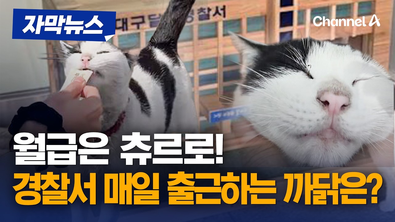 월급은 '츄르'로&hellip;경찰서 매일 출근하는 고양이 [자막뉴스] / 채널A