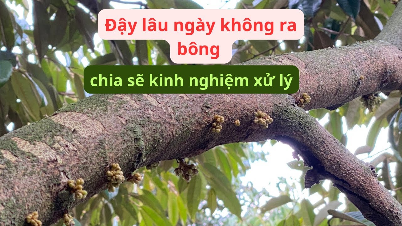Làm bông lâu ngày không ra, chia sẽ kinh nghiệm xử lý.