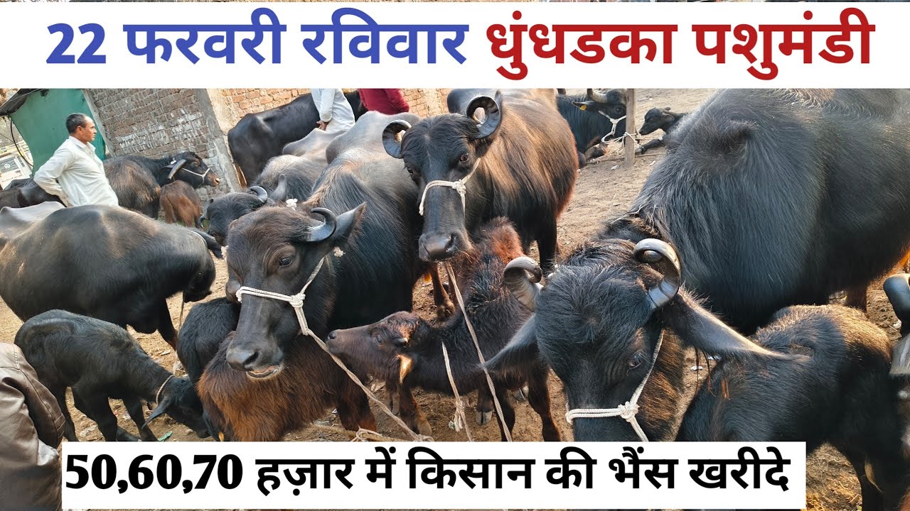 22 फरवरी रविवार धुंधडका पशुमंडी जिला मंदसौर || #धुंधडका_पशु_हाट #dhundhadka_pashu_mandi #धुंधडका  ll