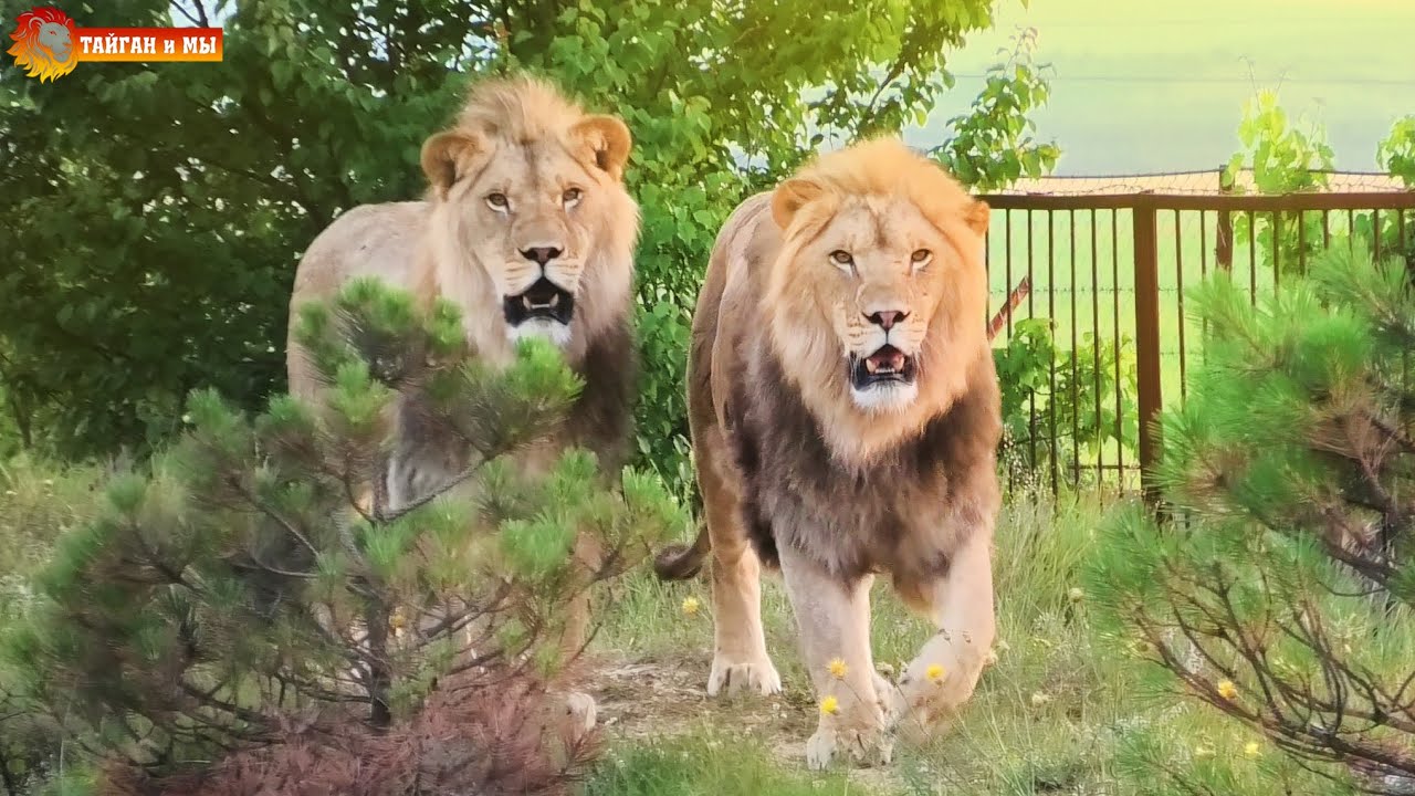 Выманили из оврагов Султана, Принца и Руслана. Львы. Сезон 2020. Life of lions in Taigan.