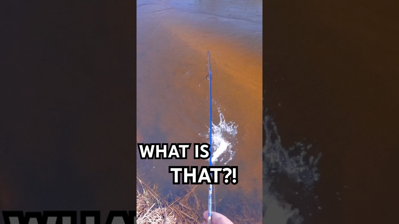 TROUT FISHING In A TINY CREEK..
