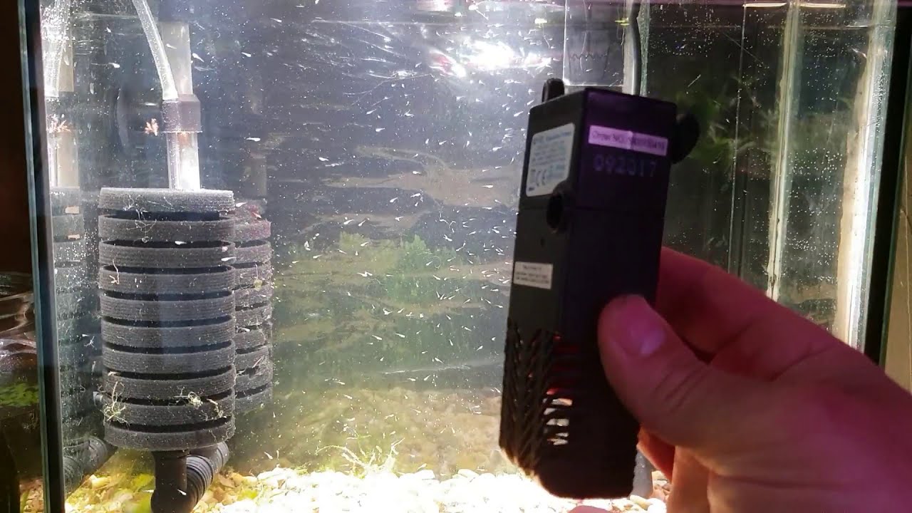 HOW TO BREED ZEBRA DANIOS PART 2