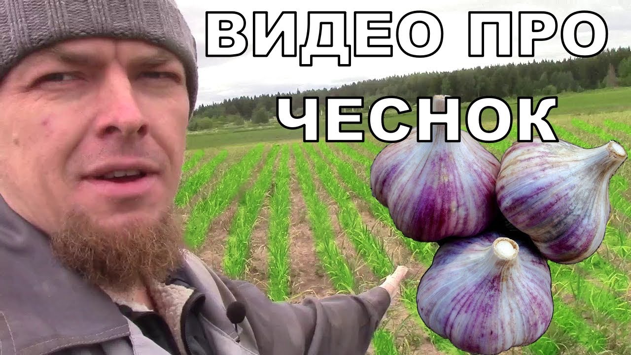 УБИРАЕМ СТРЕЛКУ НА ЧЕСНОКЕ 2022