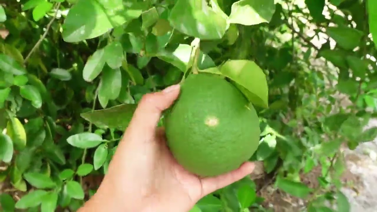 Guatemala Pt.2