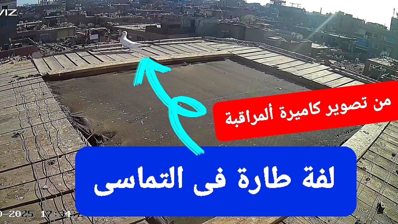 لفة طارة فى التماسى🤣