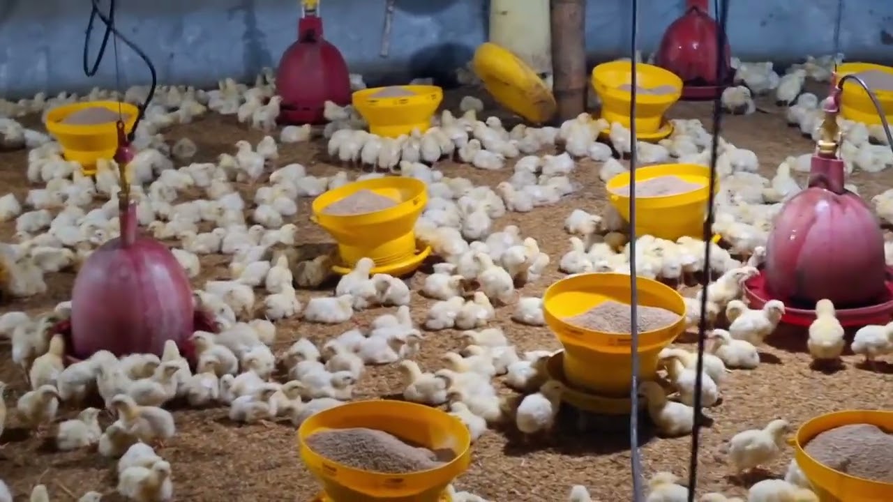 Broiler chicken farmers from the village chase their dreams