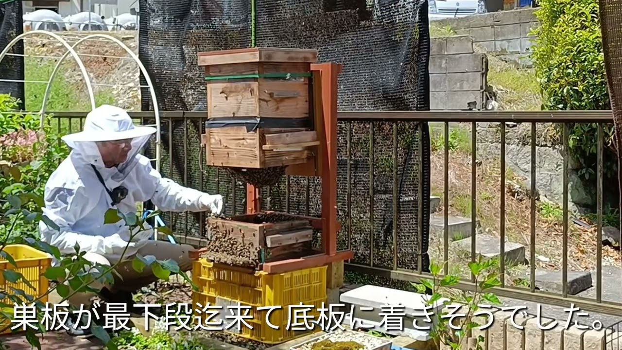 自作リフトで初めての採蜜、継箱