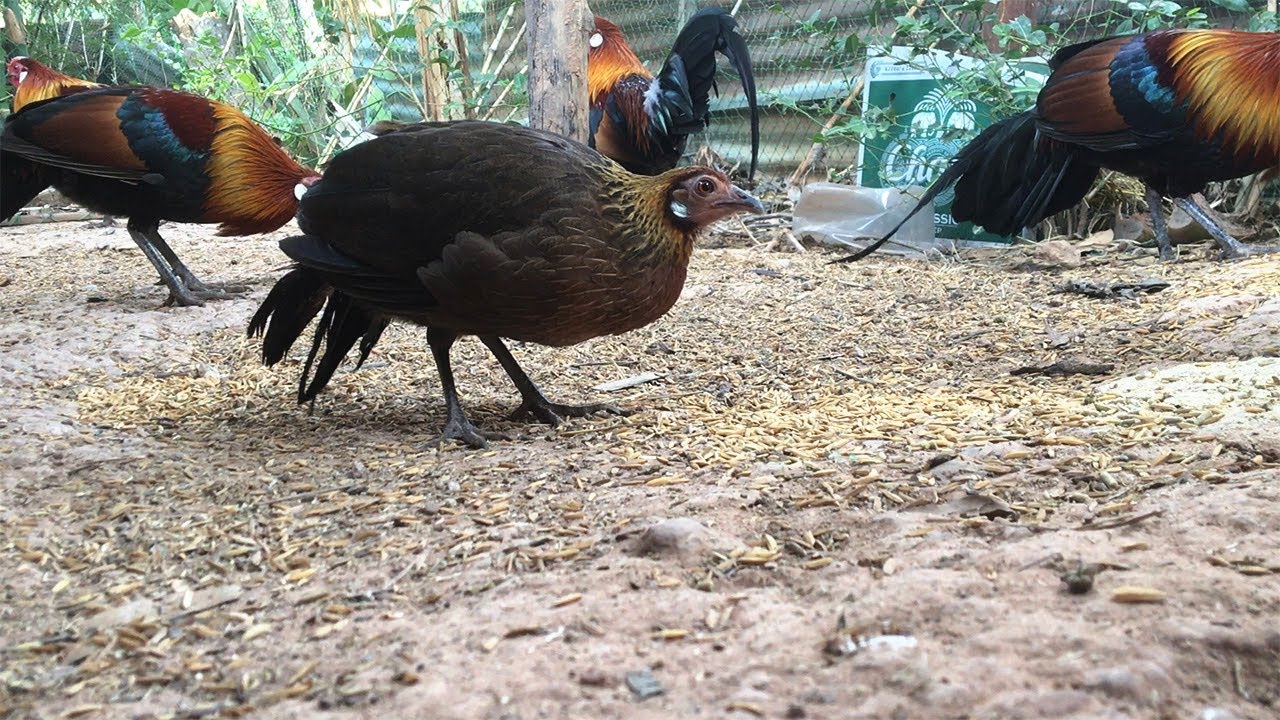 ความงามของไก่ป่า [ไก่ป่าหากิน] กินข้าวเปลือกตอนเช้าๆ