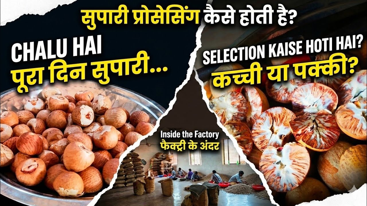 Karnataka supari Arecanut in Karnataka.manglore supari.#arecanut#youtube #viral 