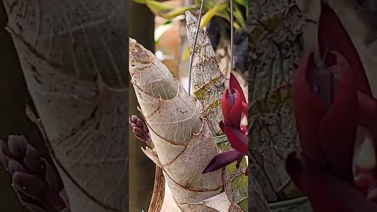 Mormodes tapoayensis