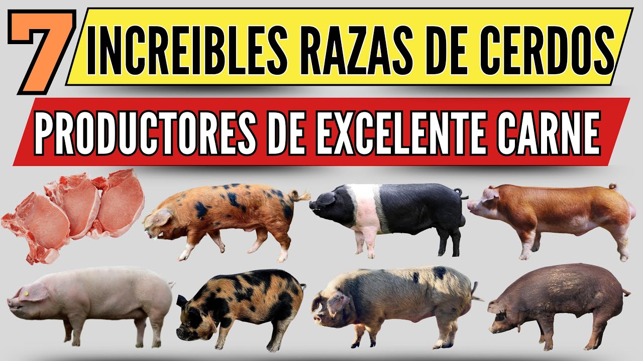 7 Razas de Cerdos Productores de Carne que Debes Conocer