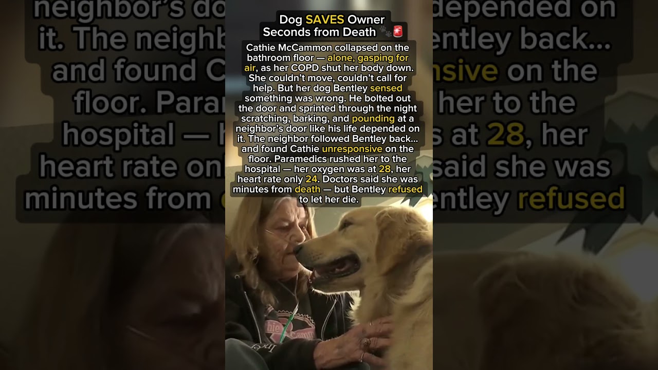 Dog SAVES Owner Seconds from Death 🐾🚨 #hero #animals #truestory #viralvideo #trending #facts