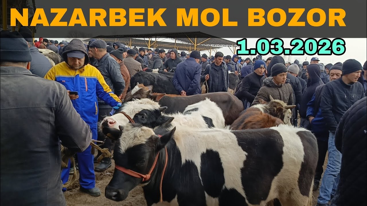 НАЗАРБЕК МОЛ БОЗОР БУЗОК НАРХЛАР.