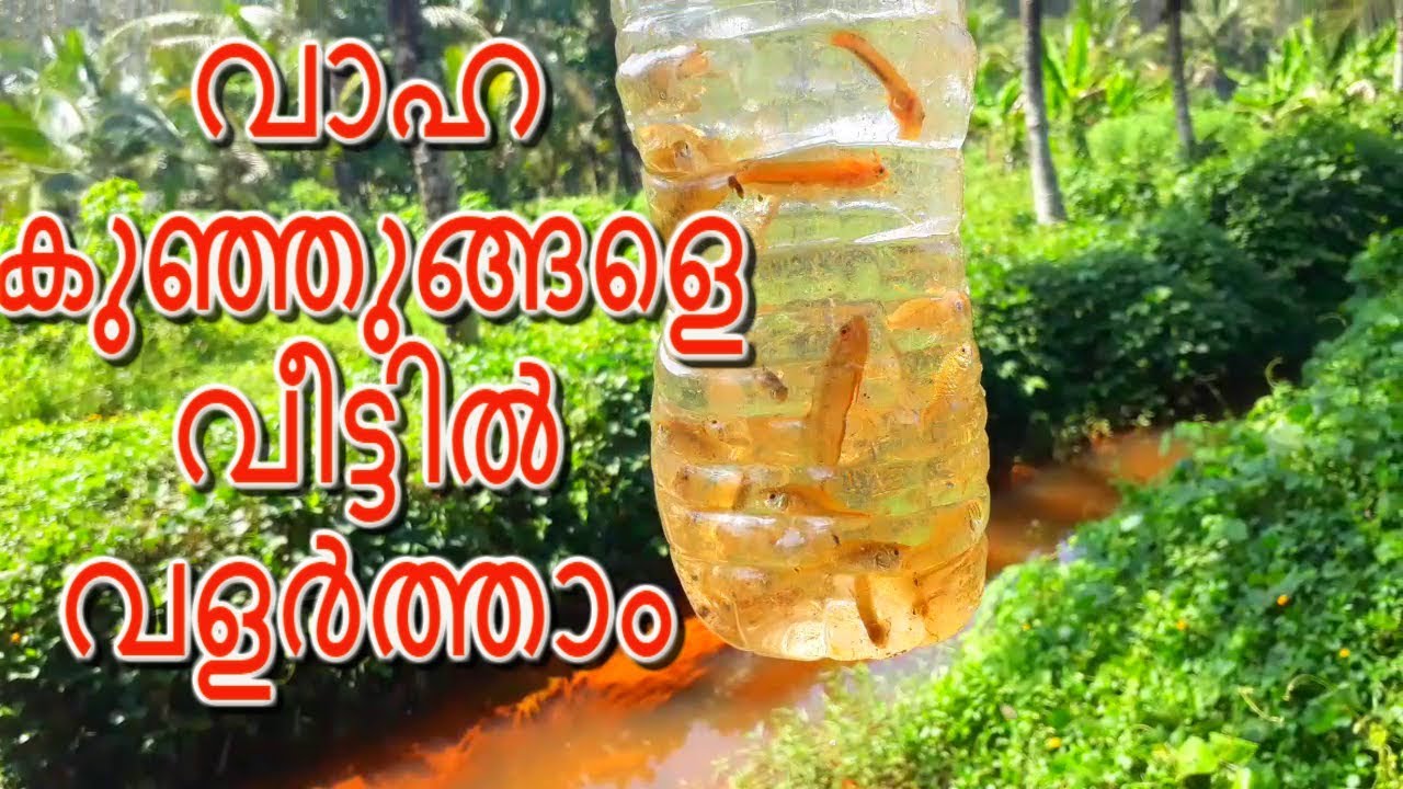 വാഹ കുഞ്ഞുങ്ങളെ എങ്ങനെ വീട്ടിൽ വളർത്താം - Malabarsnakehead baby's