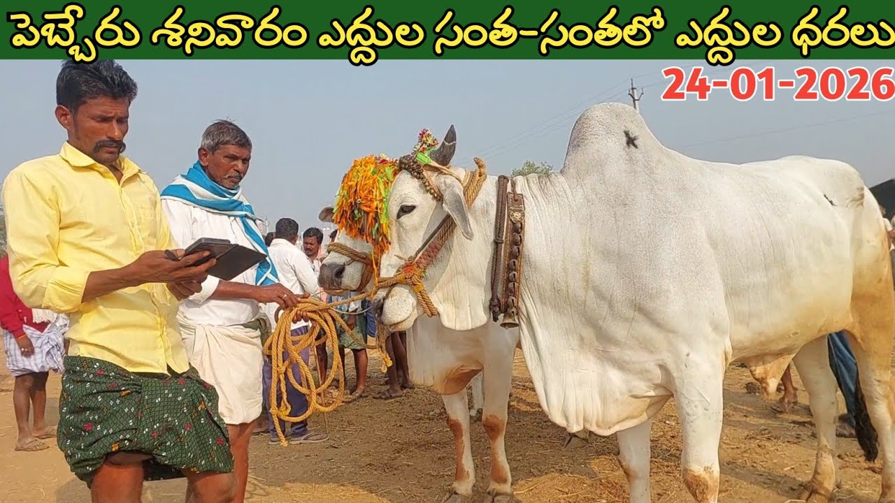 పెబ్బేరు శనివారం ఎద్దుల సంత | Pebbair Saturday Bull market| Oxen prices | 24-01-2026 @purnafarms  