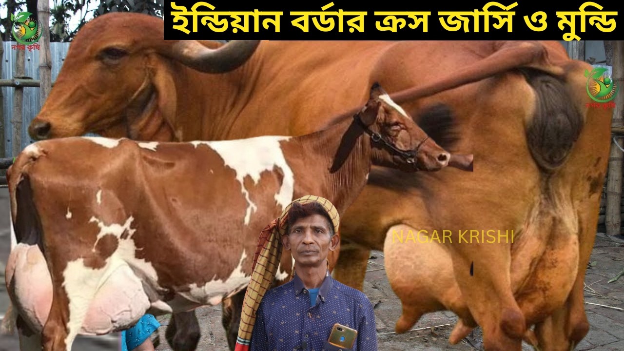 মিঠু ভাইয়ের জীবনের সেরা ফাটাফাটি জার্সি মুন্ডি ! ১৮-৩৫ লেটারের মধ্যে বাচ্চা সহ দুধের গাভী কিনুন