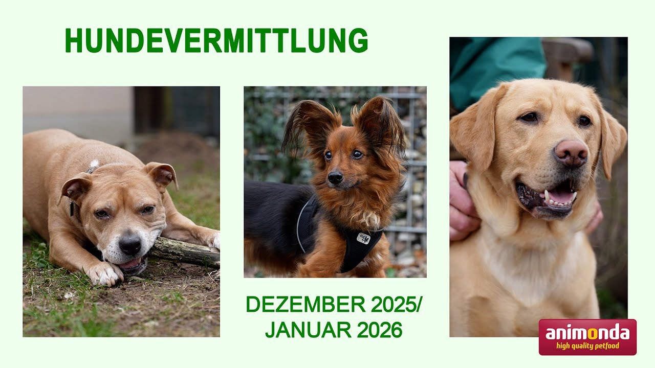 Hundevermittlung - Dezember 2025/Januar 2026 (Tierheim Hannover TV)