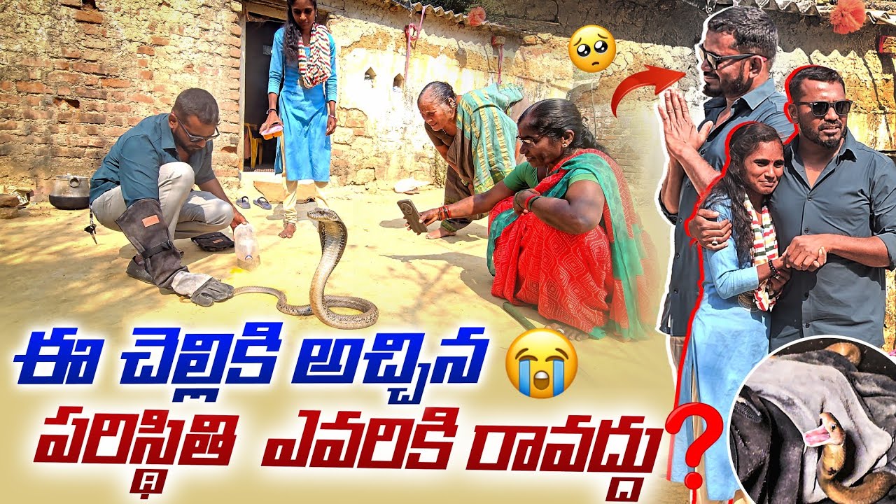 ఈ చెల్లికి ఆచ్చిన పరిస్థితి ఎవరికి రావద్దు? 😭 Cobra snake Rescue contact 7396969617