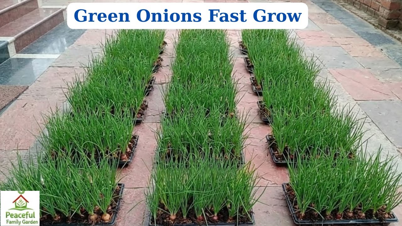 Growing Green Onions in Seedling Tray | Harvest in Just 18 Days