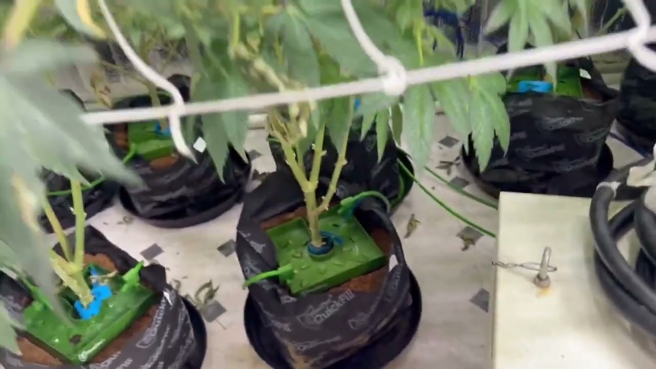 🌿 Week 14 Flower &mdash; Weight on Weight on Weight! 💚🌸 | Tri State Exotics