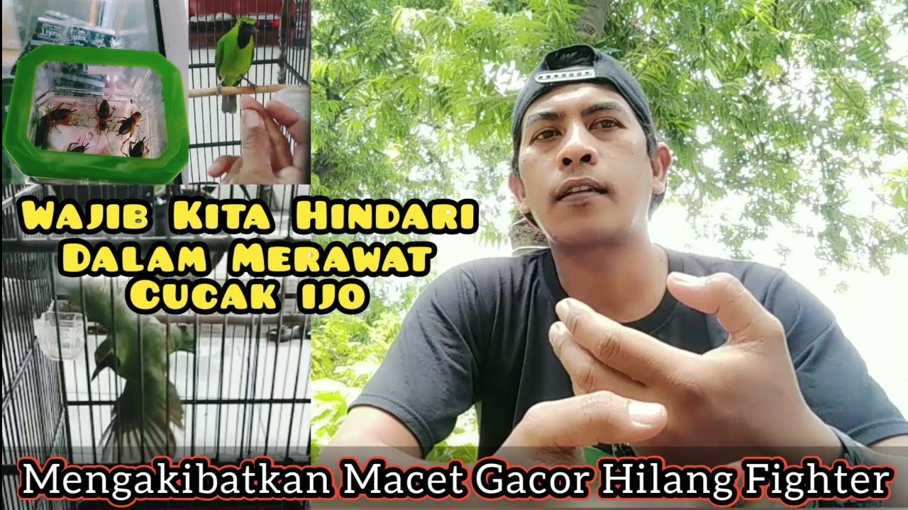 Pantangan dalam merawat Cucak ijo,bisa macet gacor dan hilang mental