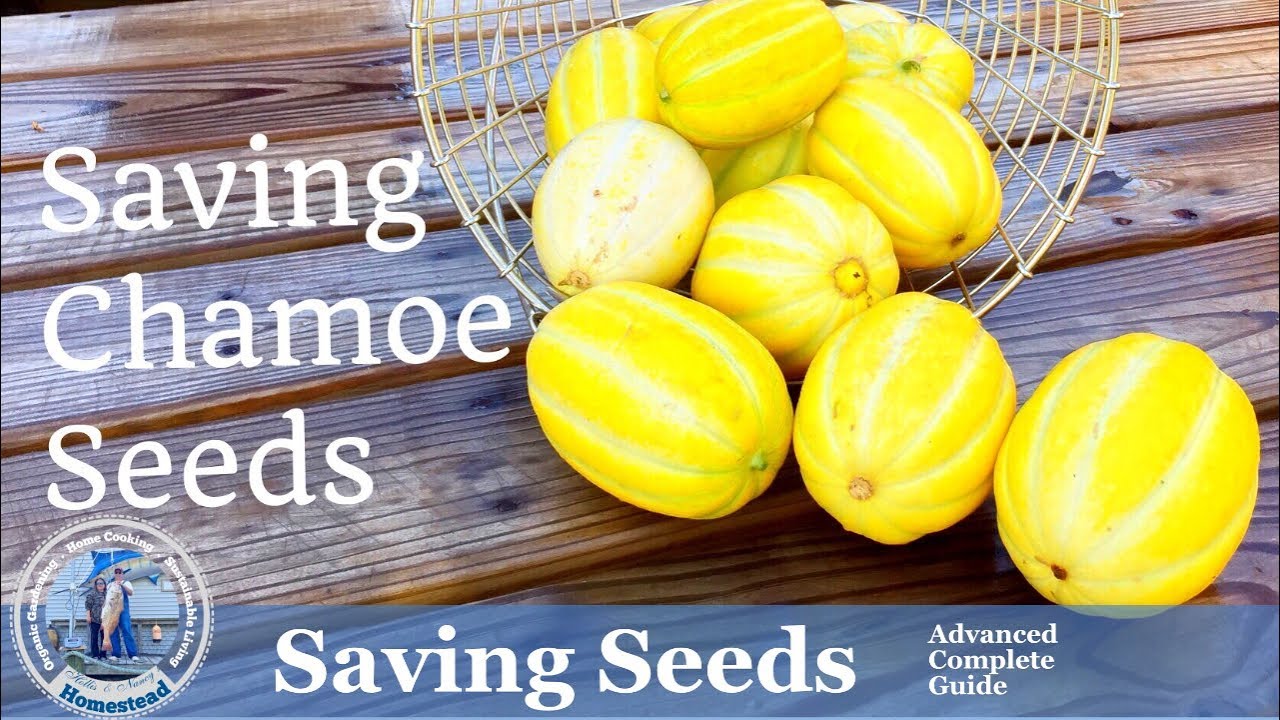 How to Save Melon Seeds ( Chamoe - Korean Melon)