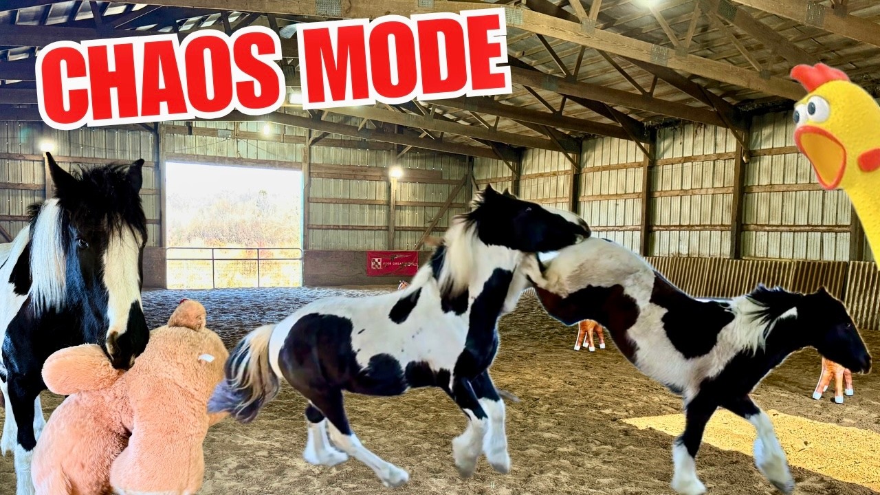 I Set Up Toy Time For My Horses… They Created Chaos 
