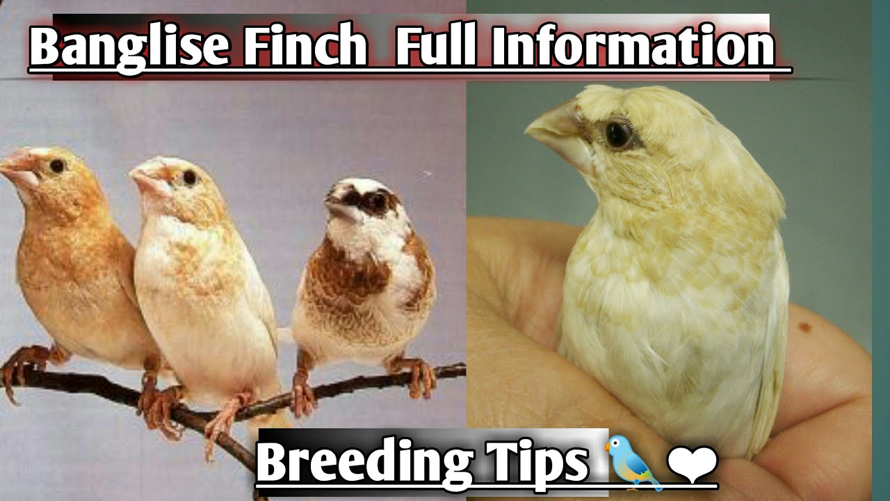 Bengalese Society Finch Breeding Tips | Bengalese Society Finch Male Female | Society Finch Singing