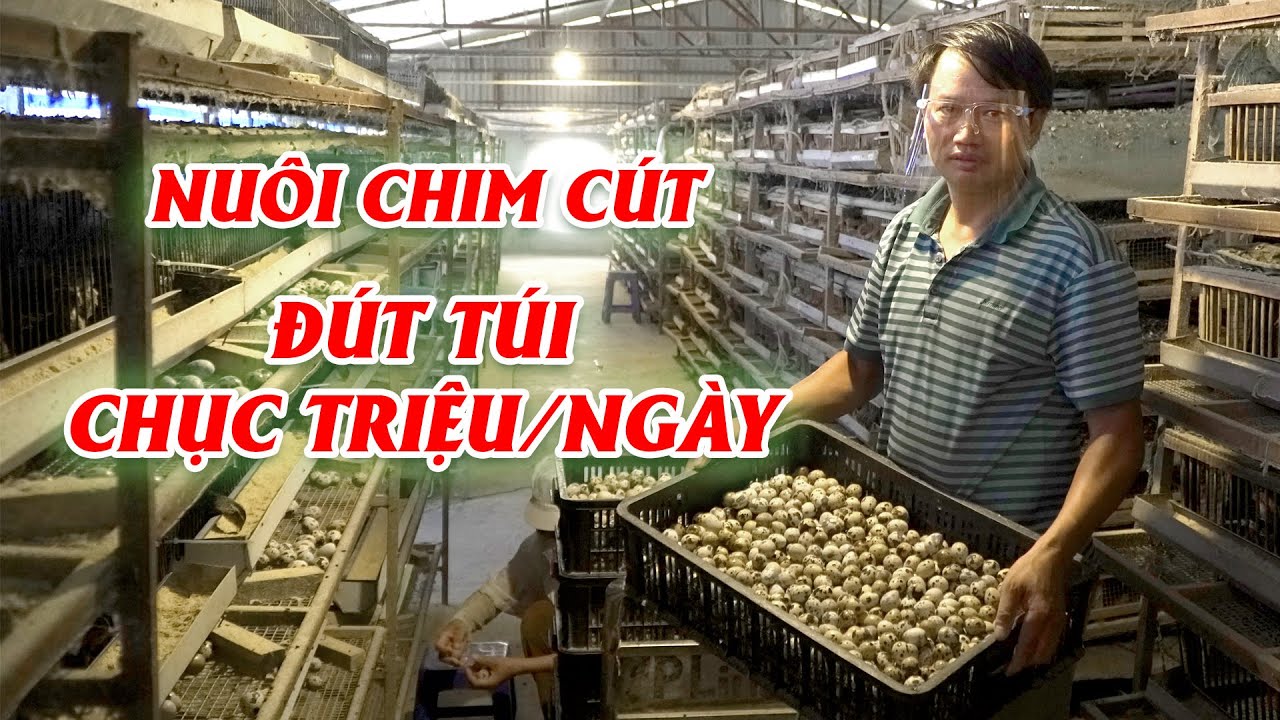 Kỹ thuật nuôi chim cút đơn giản và hiệu quả || Kinh nghiệm nuôi chim cút đẻ trứng nhiều