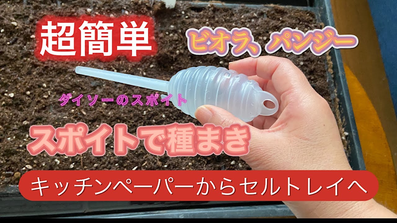 【スポイトでパンジービオラ種まき】キッチンペーパーから、土に蒔きます。簡単で楽しいです。