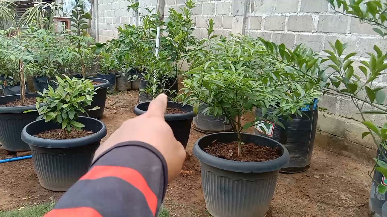 Kapan JERUK SANTANG MADU Berbuah