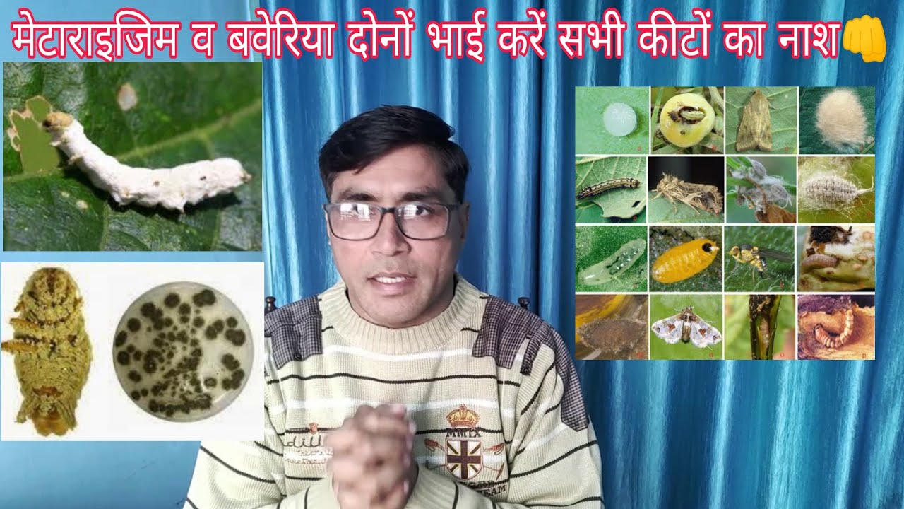 मेटा व बवेरिया दोनो भाई करें सब कीटों का नाश || Metarrhizium & Beauveria Controls All Insects|| 🌱🌻🌿