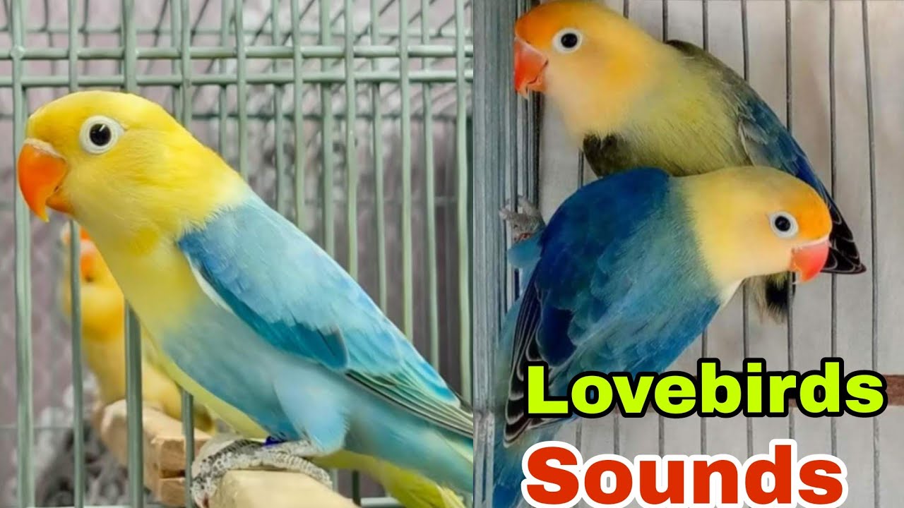 African Love Birds Singing Love Birds Sound | Albino & Lutino A Favourite   pair of Lovebirds