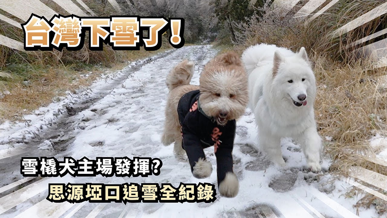 『台灣下雪了！』雪橇犬主場發揮？思源埡口追雪全記錄(薩摩耶多比Dobby is free)