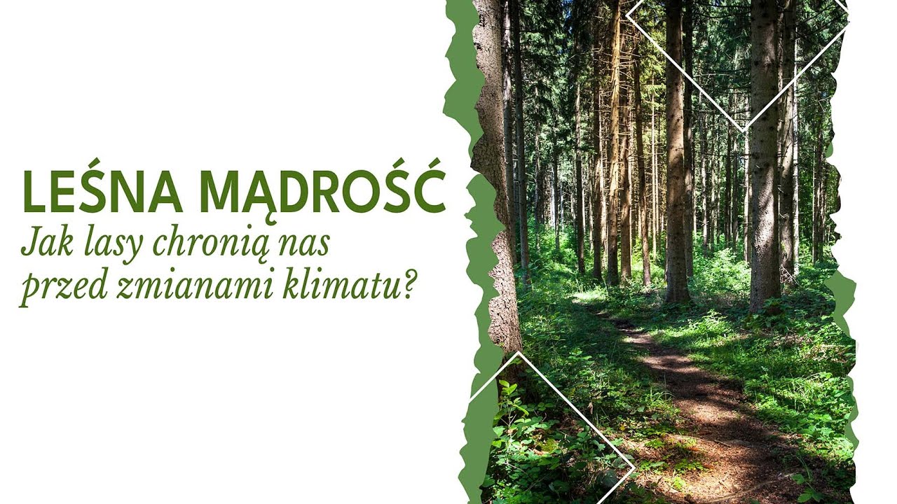 Leśna mądrość. Jak lasy chronią nas przed zmianami klimatu?