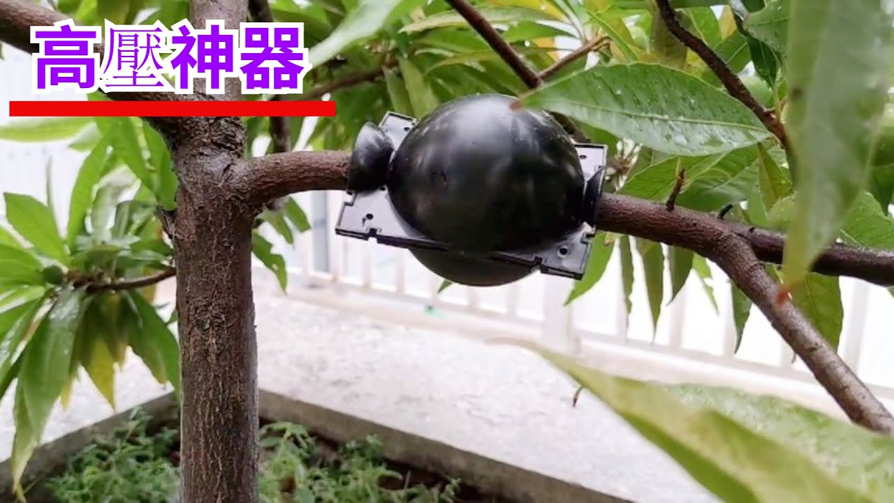 用2元“神器”高壓繁殖，簡單易學，一看就會，厲害了！