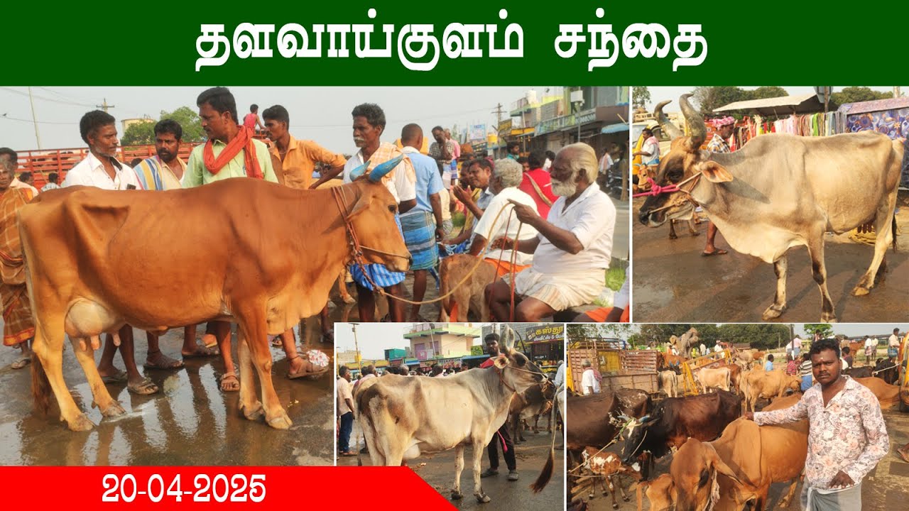 தளவாகுளம் மாட்டு சந்தை | அனைத்து விதமான மாடுகள் | தமிழில் | Digital  TV