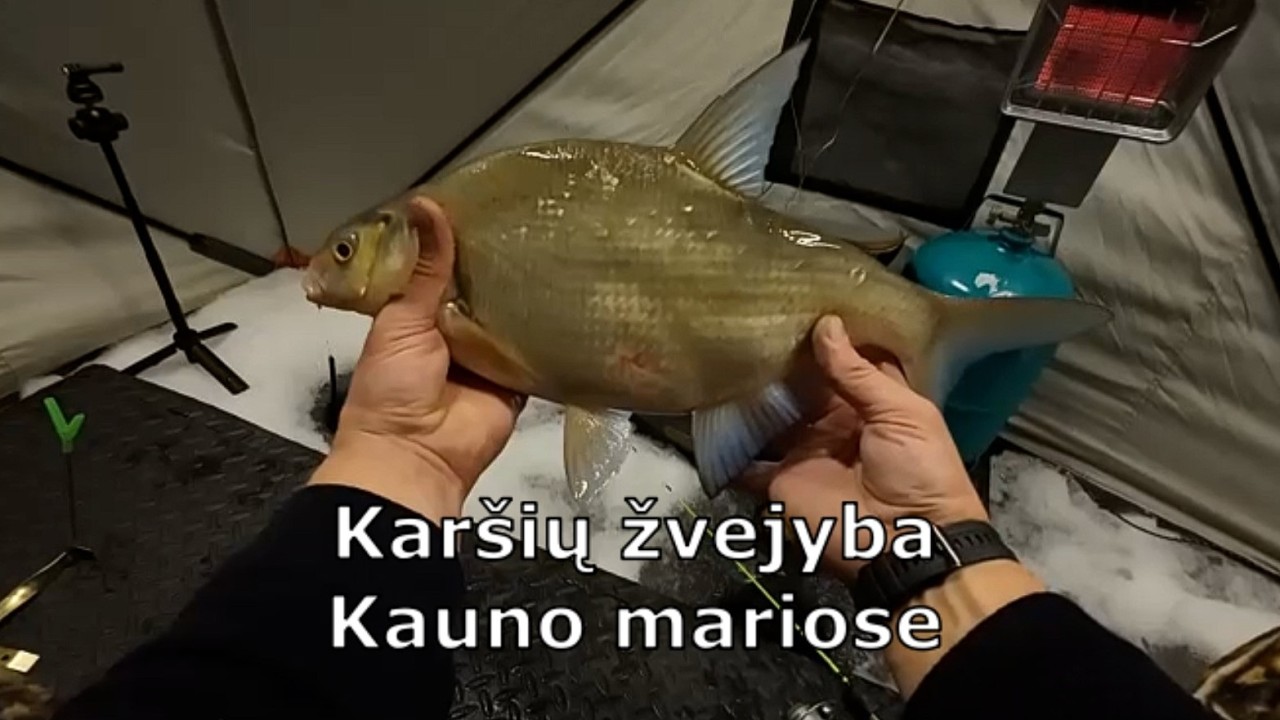Karšių žvejyba Kauno mariose ir laimingojo paskelbimas