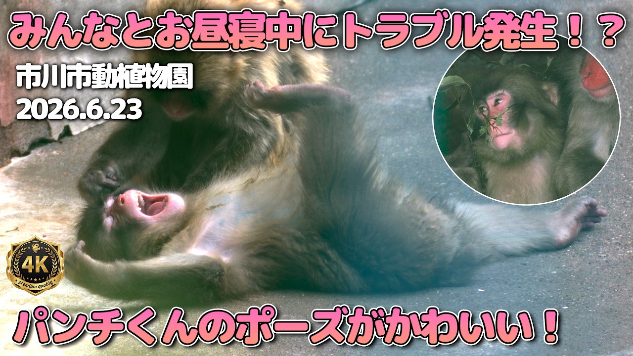 【4K】パンチくんのポーズがかわいすぎる！みんなとお昼寝中に刺客が！2026年6月23日 | 市川市動植物園 ichikawa Zoo Punch Atomaru Akira Monkey