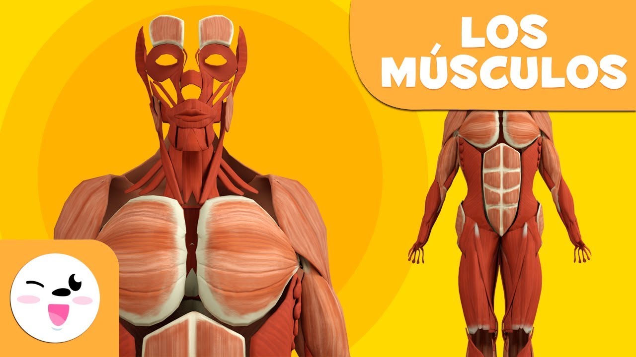 Los M&Uacute;SCULOS para ni&ntilde;os | El sistema muscular | El cuerpo humano para ni&ntilde;os