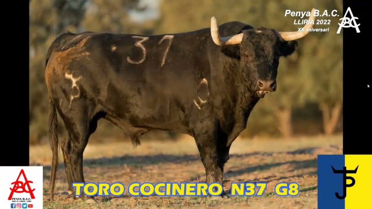 VIDEO OFICIAL PE&Ntilde;A B.A.C LLIRIA | XVIII SEMANA TAURINA / 9 de Octubre 2022