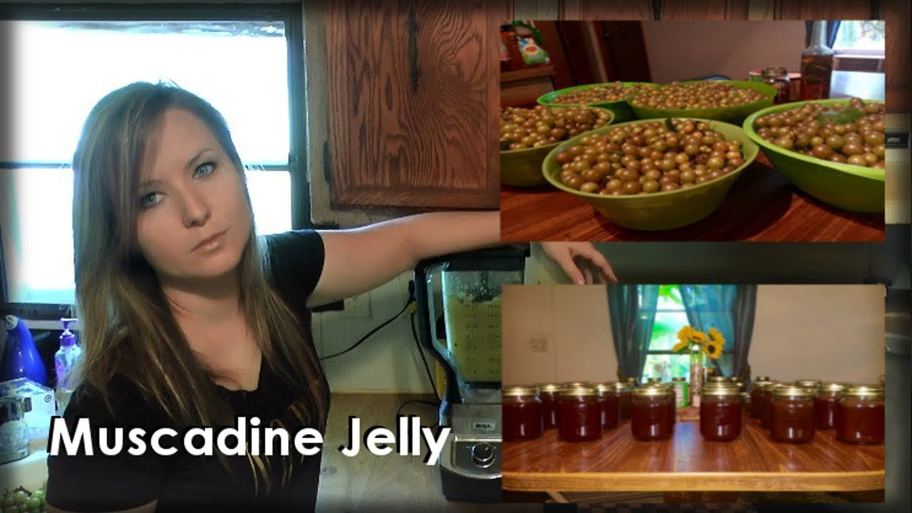 Making Muscadine Jelly