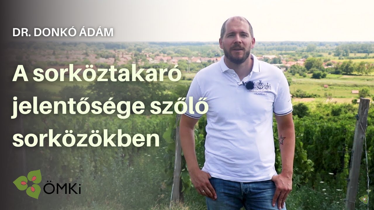 A sorköztakaró jelentősége szőlő sorközökben - ÖMKi Élő Sorköz vetőmagkeverék a gyakorlatban