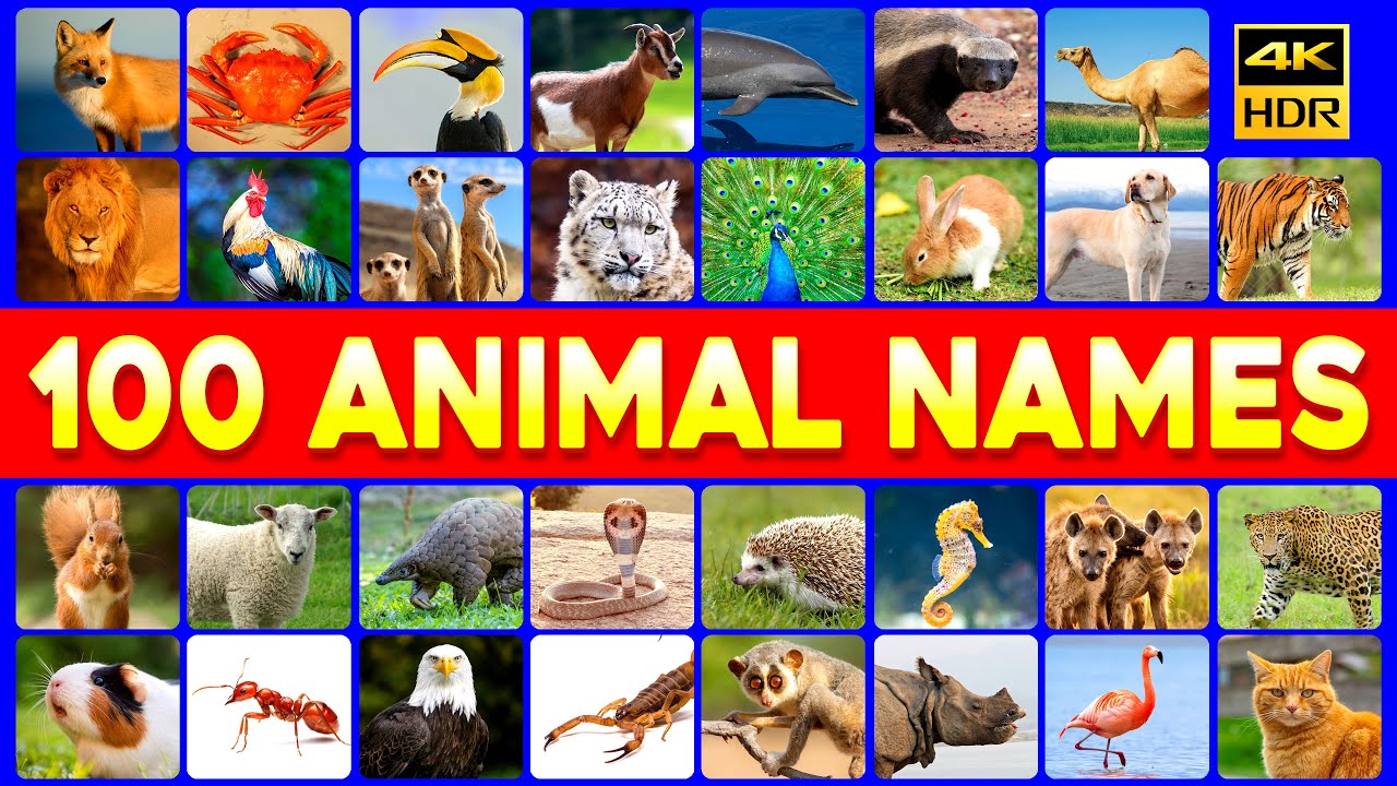 100 Animals, 100 Words | How Many Can You Name?