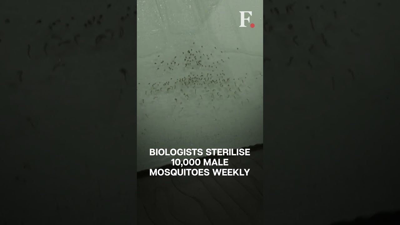 Argentina's Biologists are Using Nuclear Power to Sterilise Dengue Mosquitoes