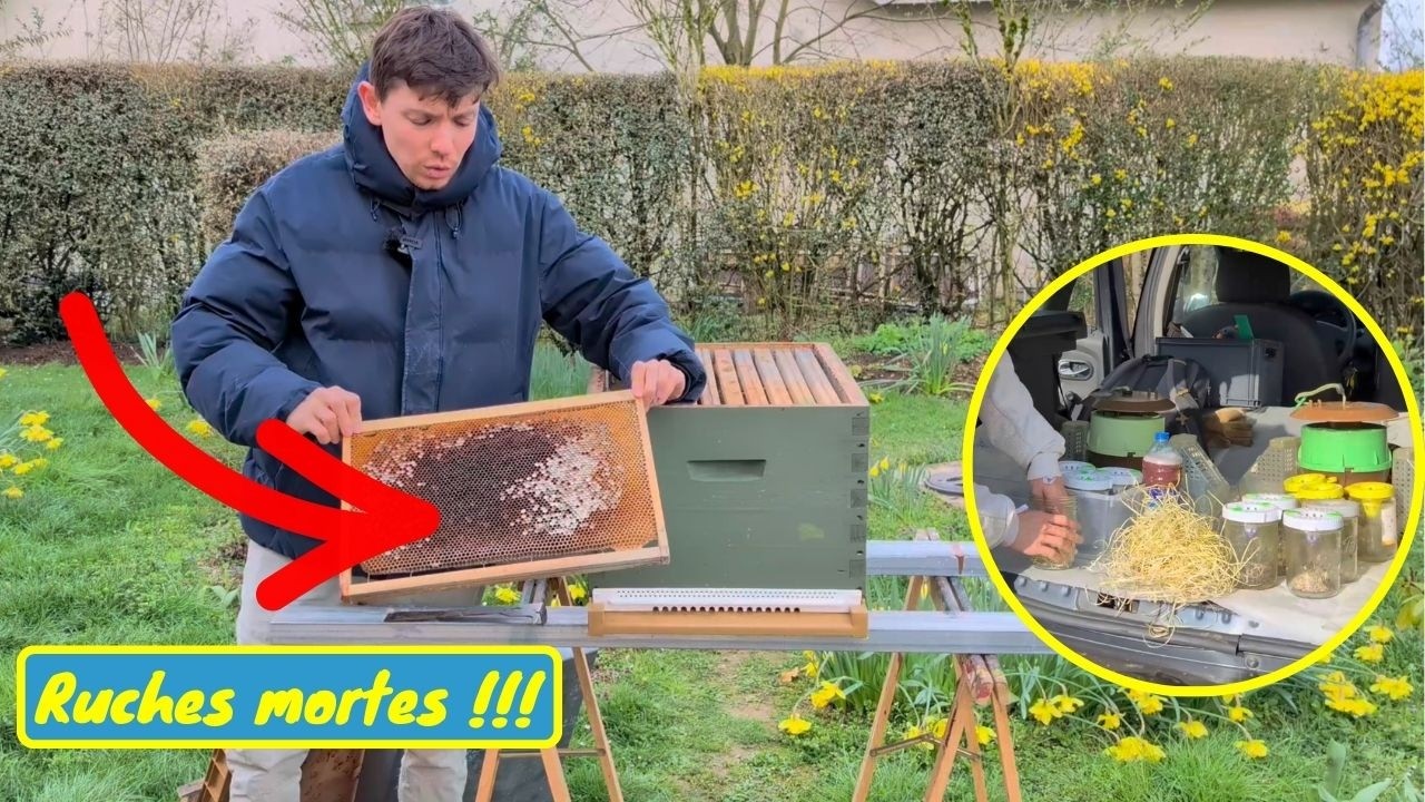 QUE FAIRE DE SES RUCHES MORTES ? Et le Frelon asiatique qui va démarrer !!