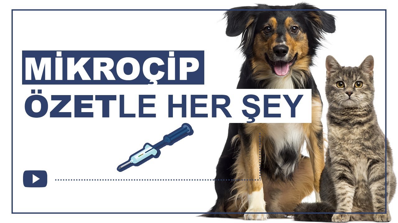 MİKROÇİP UYGULAMASI🐾 [ÖZET]