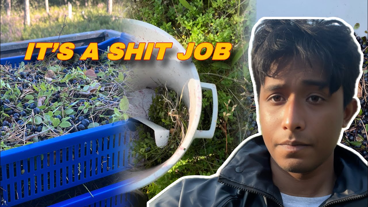 I Tried Berry Picking in Finland as a Student &ndash; It&rsquo;s Not What They Promised