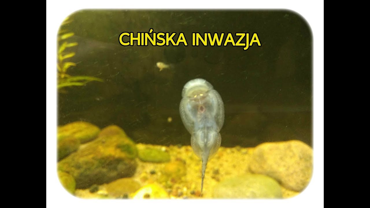 49. Akwarium 84l  - Przylga chińska